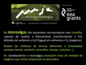 microalgas