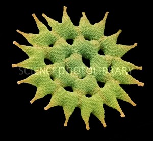 Pediastrum sp.          