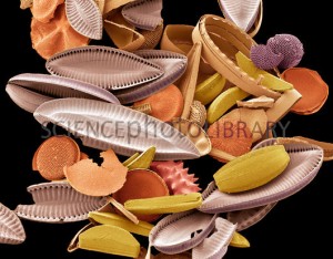 Frústulas de diatomáceas    