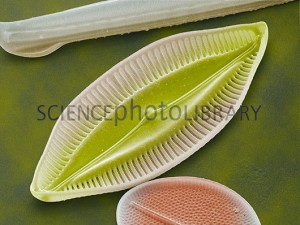 Navicula sp. (frústula incompleta)    