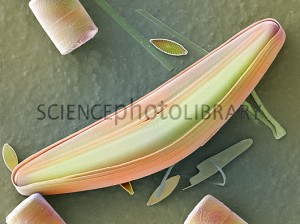 Frústulas de diatomáceas    