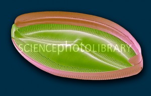 Frústula de diatomácea     