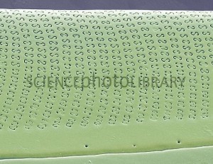 Pormenor de frústula de Amphora sp.  