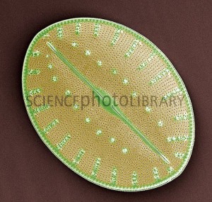 Frústula incompleta de Coscinodiscus sp. 