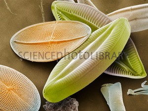 Mastogloia sp. (oval) e Navicula sp. (alongada) 