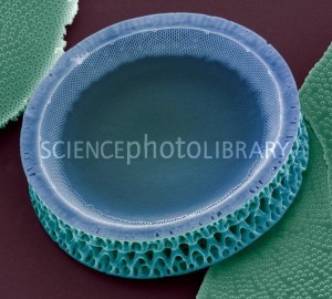 Diatomácea cêntrica