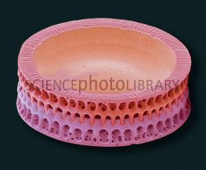 Diatomácea cêntrica