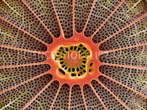 Arachnoidiscus sp. (pormenor da ornamentação)