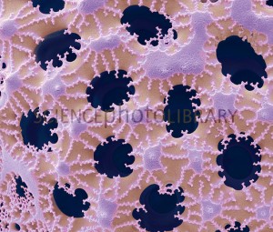 Diatomácea cêntrica (pormenor da ornamentação)