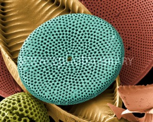 Diatomácea cêntrica