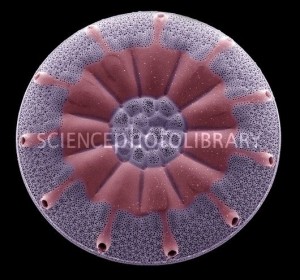 Diatomácea cêntrica