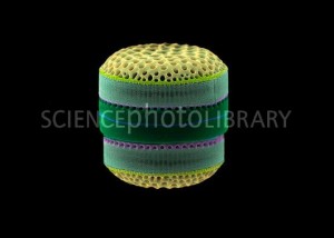 Diatomácea cêntrica 